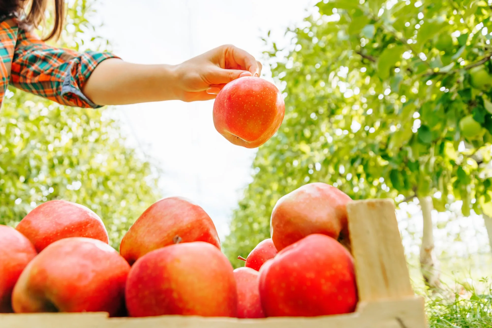 A hand lifting a freshly picked apple above a crate of harvested fruit