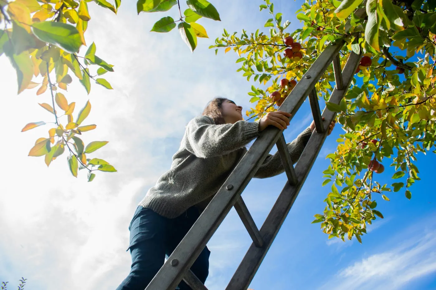 Pruning & Tree Care