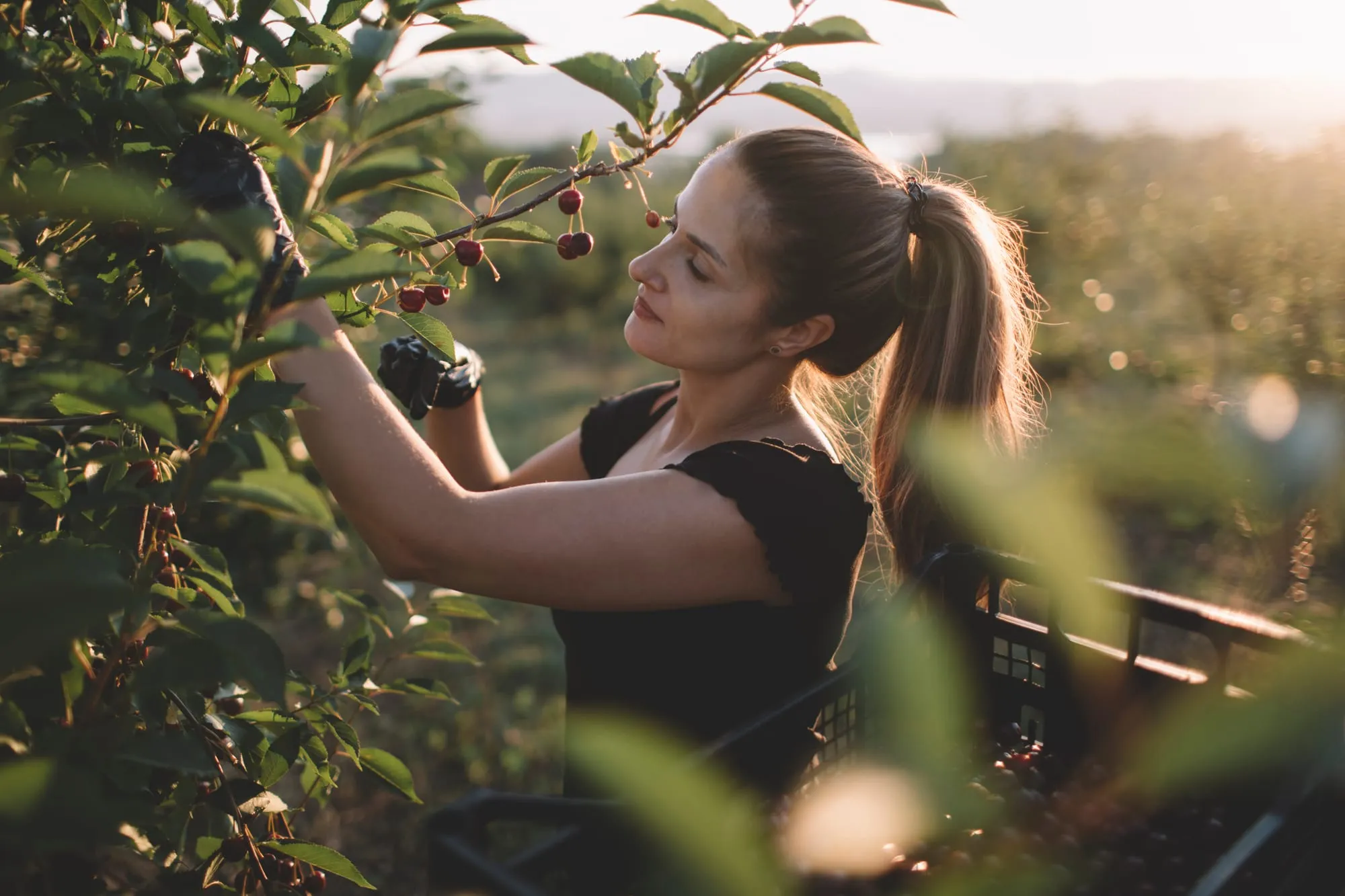 A harvester tending fruit trees on a bright day in Milwaukie